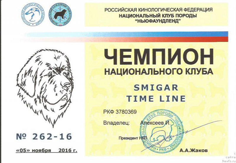 Фото: ньюфаундленд Смигар Тайм Лайн (Smigar Time Line)