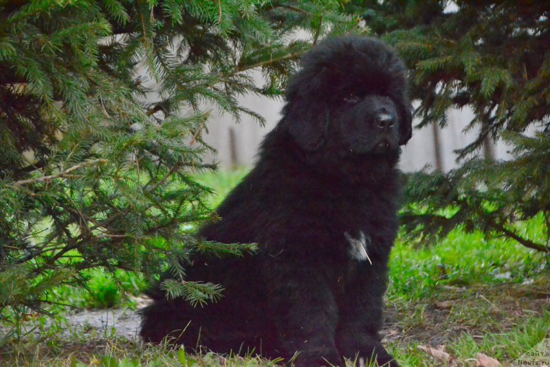 Фото: ньюфаундленд Талисман Моря Корвет (Talisman Morya Korvet)