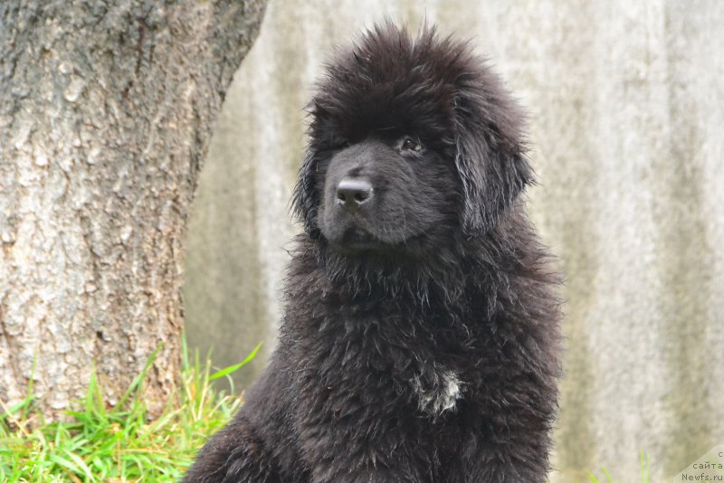 Фото: ньюфаундленд Талисман Моря Корвет (Talisman Morya Korvet)