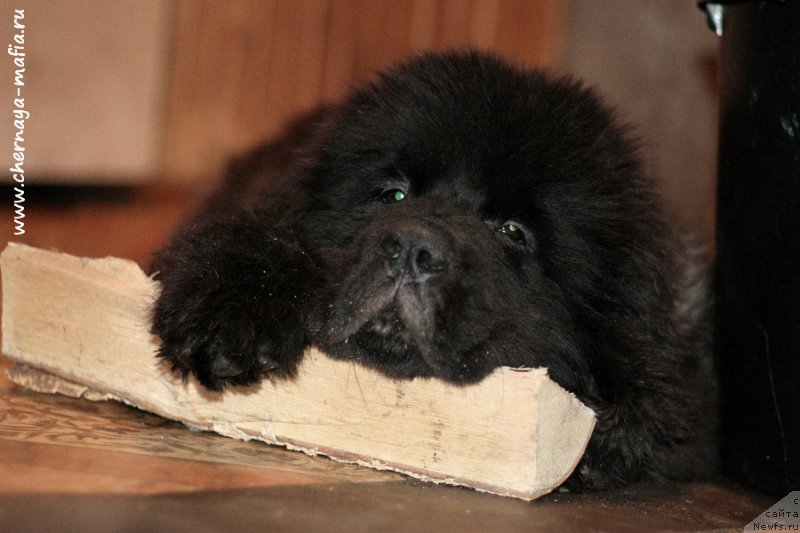 Фотография № 216529