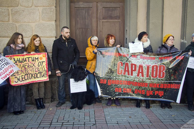Фото: Андрей Волков, ньюфаундленд Львиное Сердце