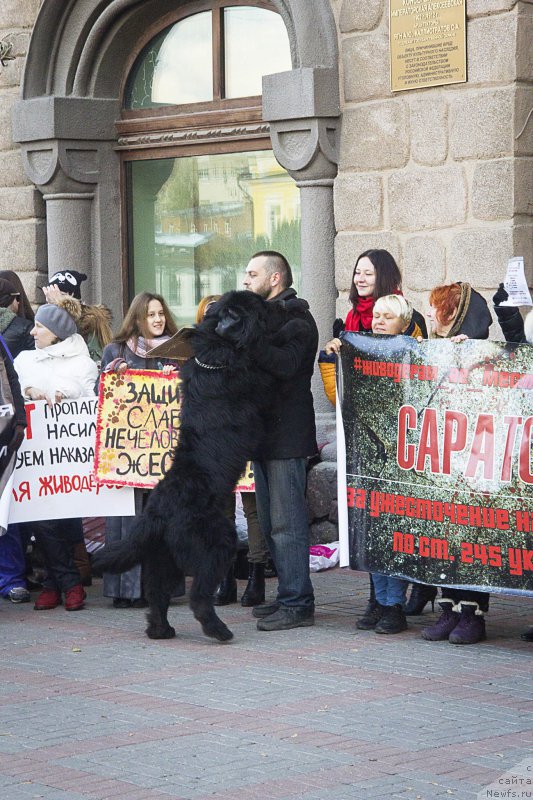 Фото: Андрей Волков, ньюфаундленд Львиное Сердце