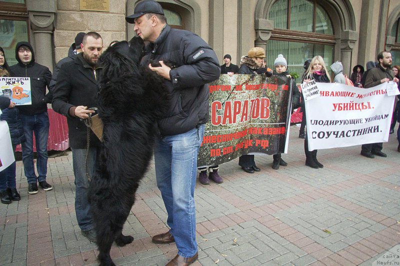 Фото: Андрей Волков, ньюфаундленд Львиное Сердце