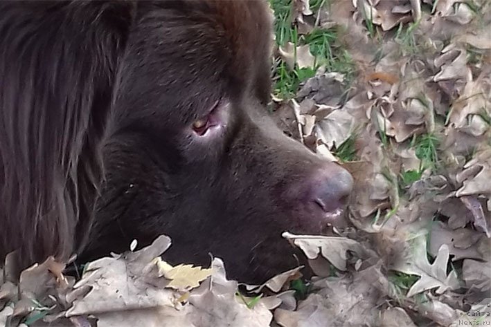 Фотография № 216545