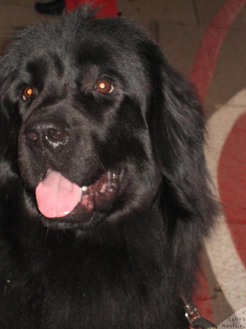 Фото: ньюфаундленд Глоддог Скарлетт