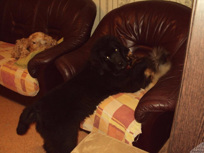 Фотография № 216562