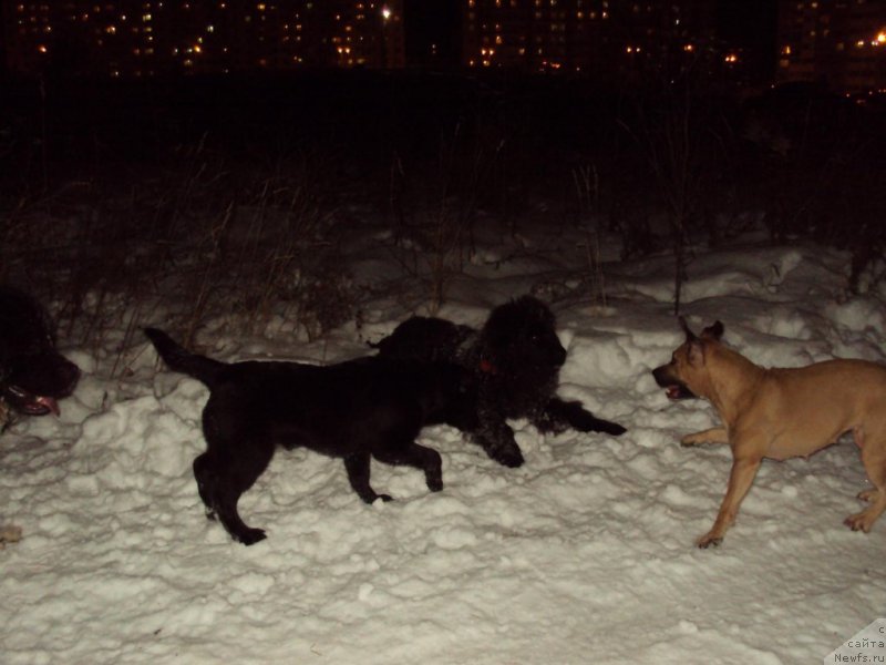 Фотография № 216563