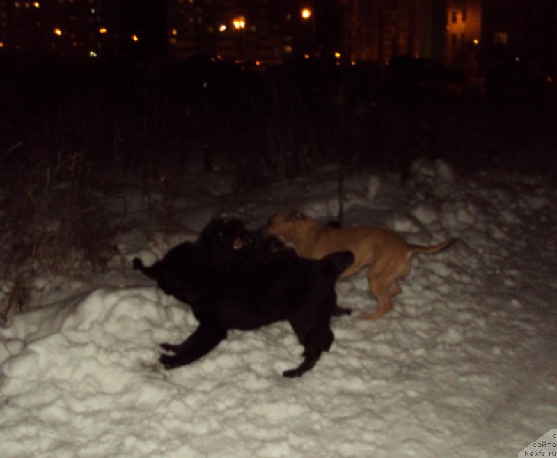 Фотография № 216564