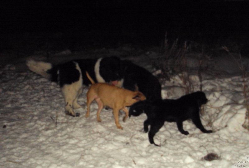 Фотография № 216565