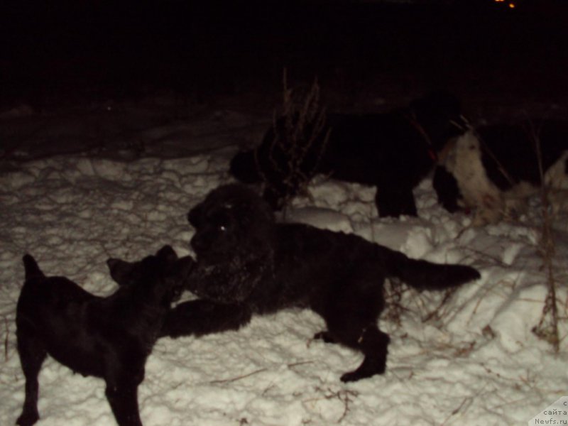 Фотография № 216566