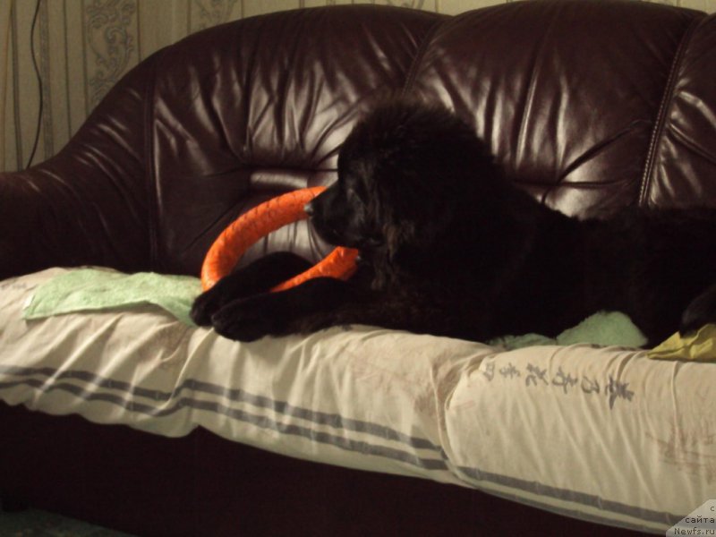 Фотография № 216569