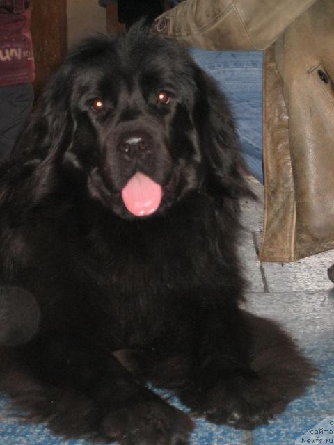 Фото: ньюфаундленд Глоддог Скарлетт