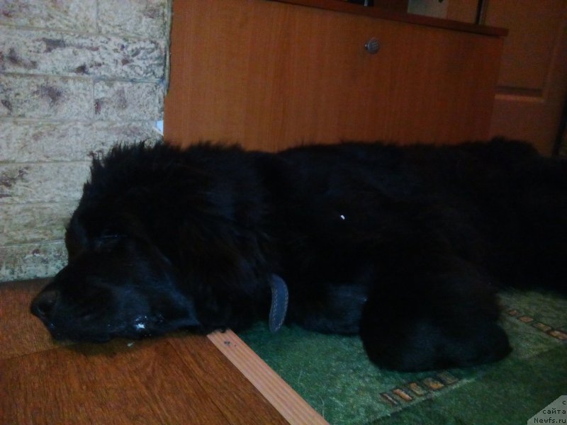 Фотография № 216574