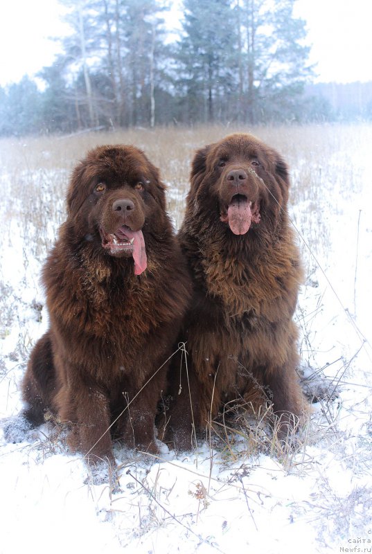Фото: ньюфаундленд Наоми Таголири фор Браунблад (Naomi Tagoliri for Brouwnblood), ньюфаундленд Сверкающая Гора Машаме (Sverkayuzhaya Gora Mashame)