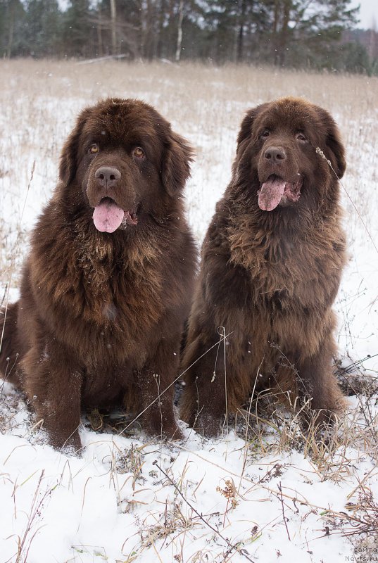 Фото: ньюфаундленд Наоми Таголири фор Браунблад (Naomi Tagoliri for Brouwnblood), ньюфаундленд Сверкающая Гора Машаме (Sverkayuzhaya Gora Mashame)