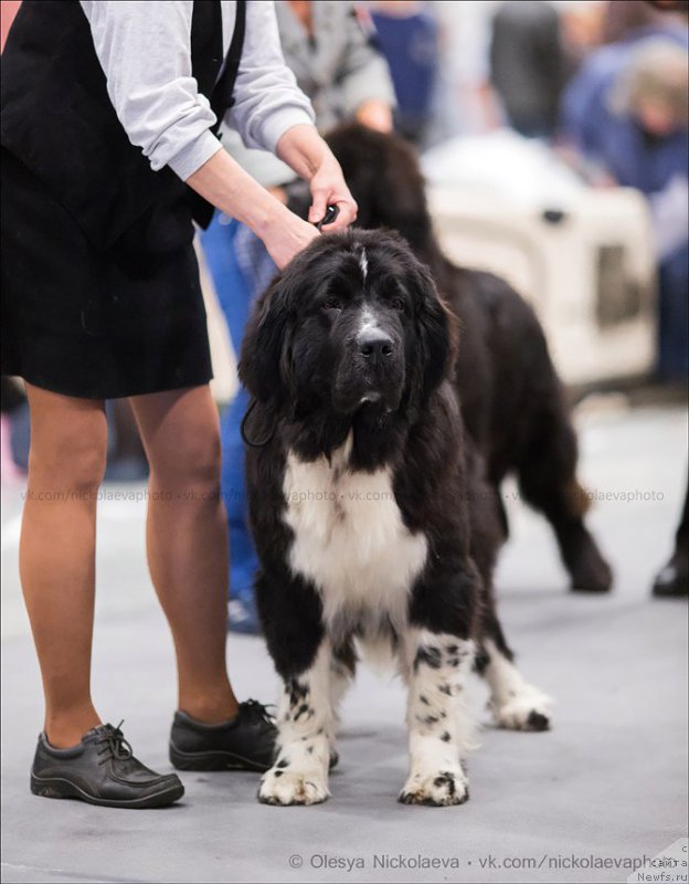 Фотография № 216577