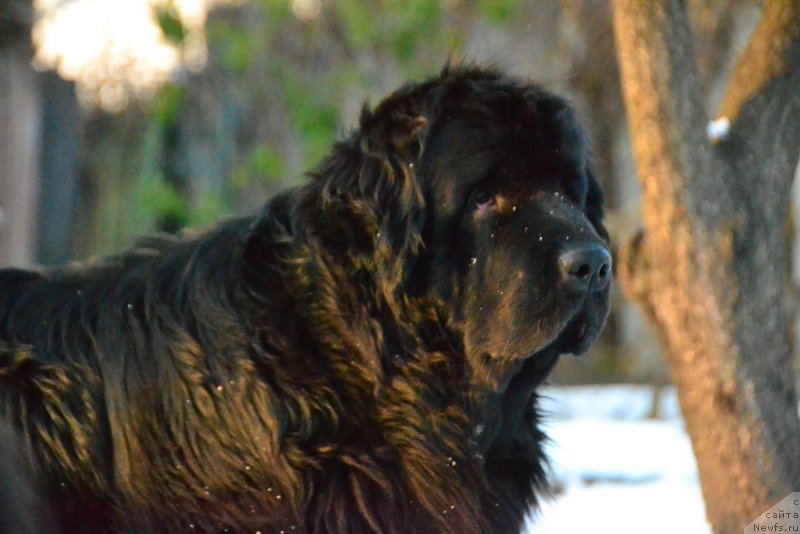 Фото: ньюфаундленд I'm Little Princess Midnight Bear