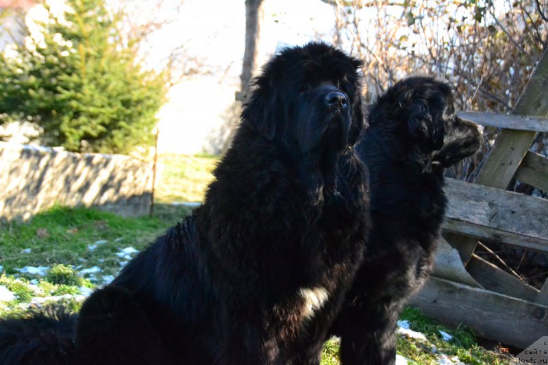 Фото: ньюфаундленд Талисман Моря Ла-Валетта, ньюфаундленд Талисман Моря Магия Волн