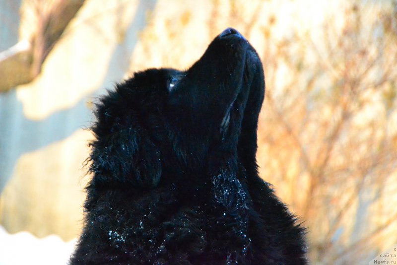 Фото: ньюфаундленд Талисман Моря Ла-Валетта