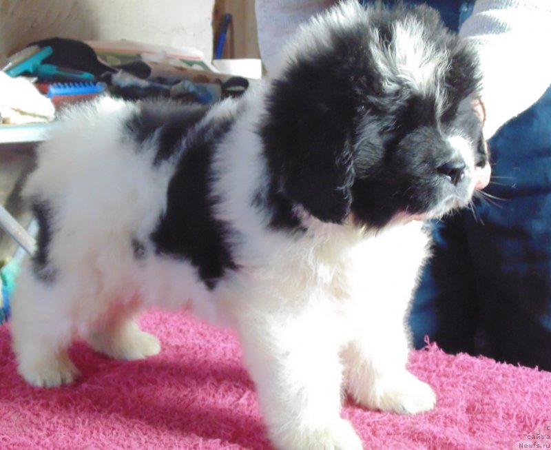 Фото: ньюфаундленд Вяйнемяйнен от Карельских Медведей