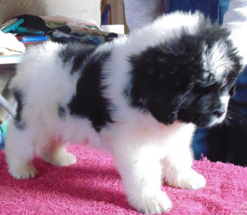 Фото: ньюфаундленд Вяйнемяйнен от Карельских Медведей