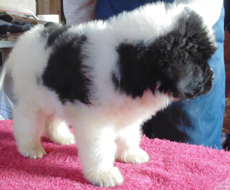 Фото: ньюфаундленд Вяйнемяйнен от Карельских Медведей