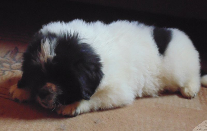 Фото: ньюфаундленд Вяйнемяйнен от Карельских Медведей