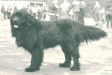 Фото: ньюфаундленд Соломон