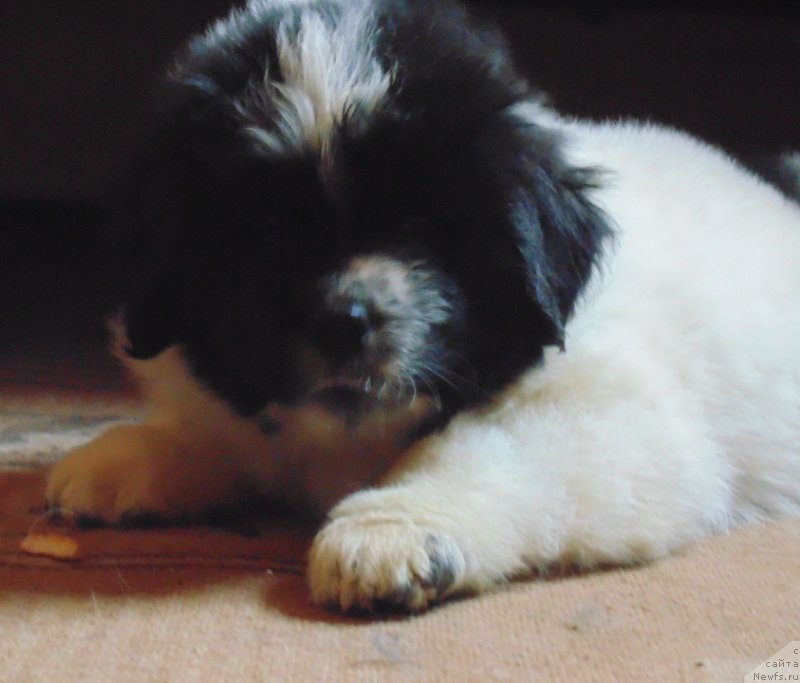 Фото: ньюфаундленд Вяйнемяйнен от Карельских Медведей