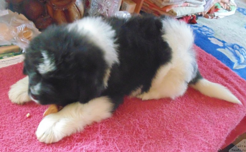 Фото: ньюфаундленд Водограй от Карельских Медведей