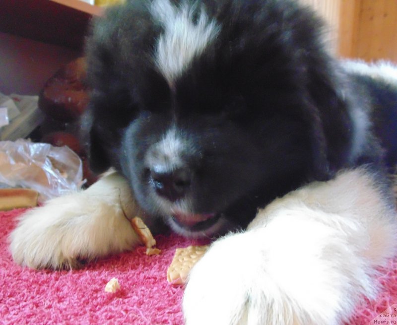 Фото: ньюфаундленд Водограй от Карельских Медведей