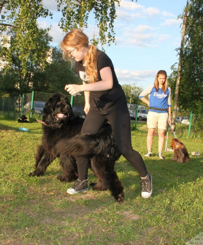 Фото: ньюфаундленд Донатс Прайд Бэт Мидлер