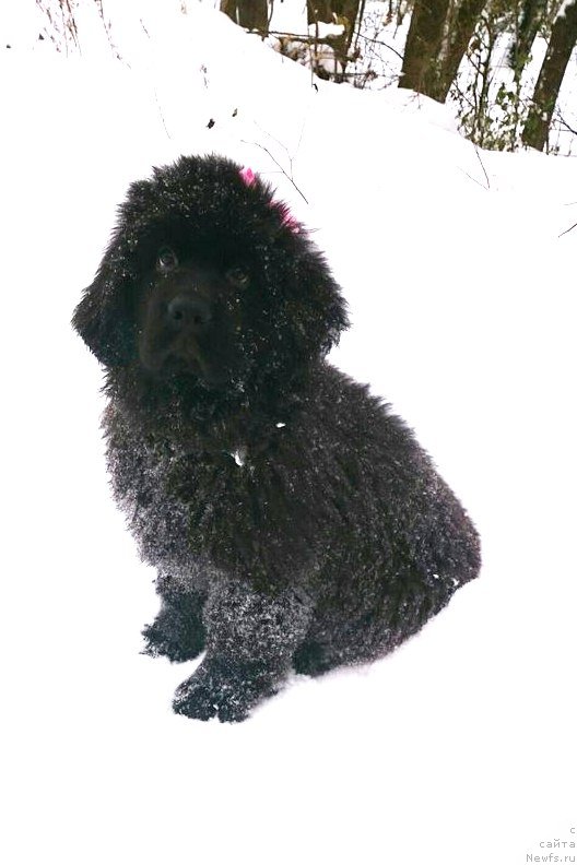 Фотография № 216623