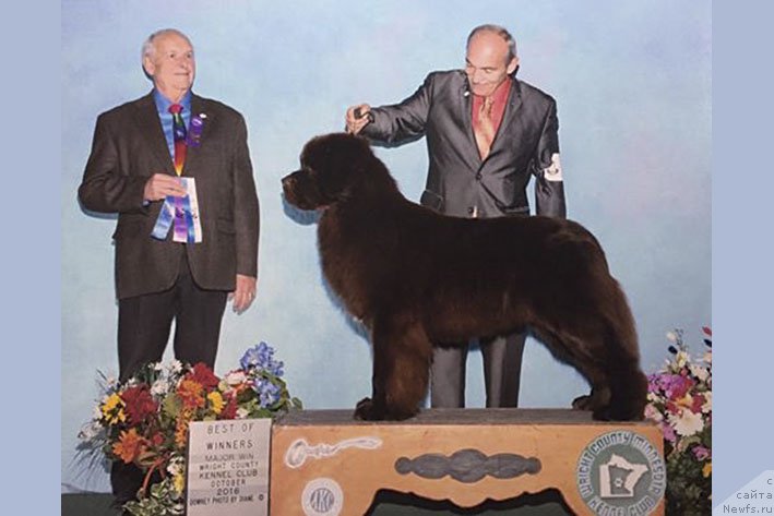 Фото: ньюфаундленд Ети с Берега Дона (Eti s Berega Dona)