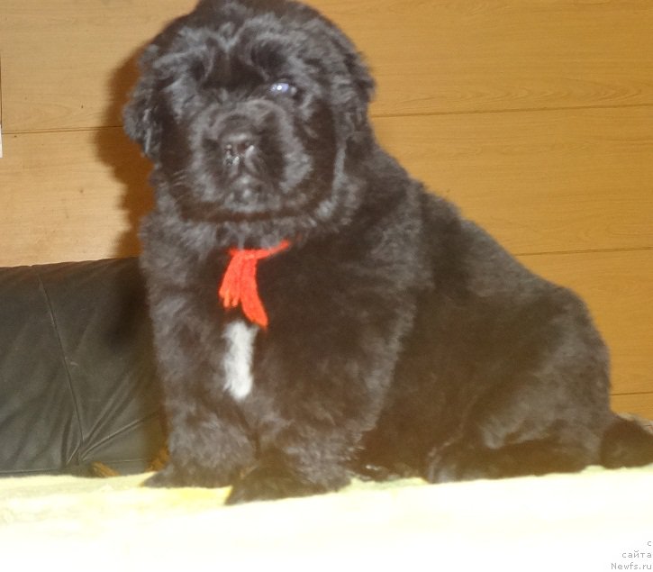 Фото: ньюфаундленд Ньюфорт из Пены Морской Афродита (Njufort iz Peni Morskoy Afrodita)