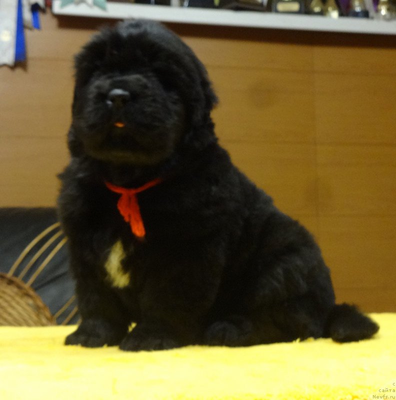 Фото: ньюфаундленд Ньюфорт из Пены Морской Афродита (Njufort iz Peni Morskoy Afrodita)