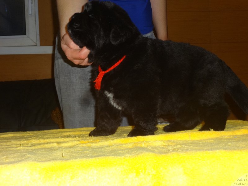 Фото: ньюфаундленд Ньюфорт из Пены Морской Афродита (Njufort iz Peni Morskoy Afrodita)