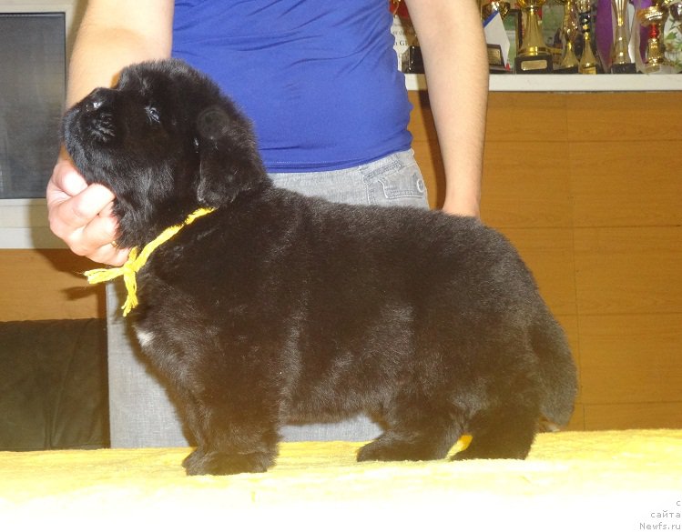 Фото: ньюфаундленд Ньюфорт Император