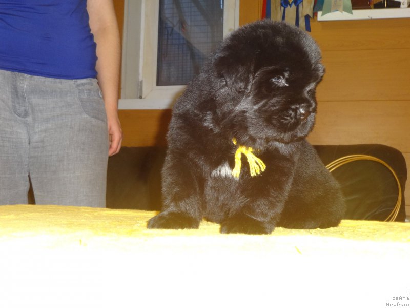 Фото: ньюфаундленд Ньюфорт Император