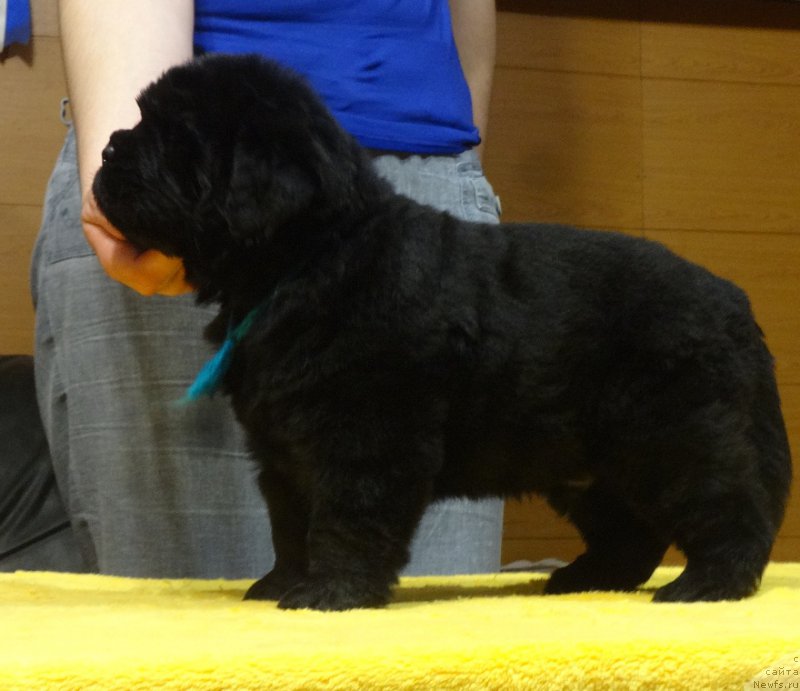 Фото: ньюфаундленд Ньюфорт Инстинкт Виннер Кнайт Итус