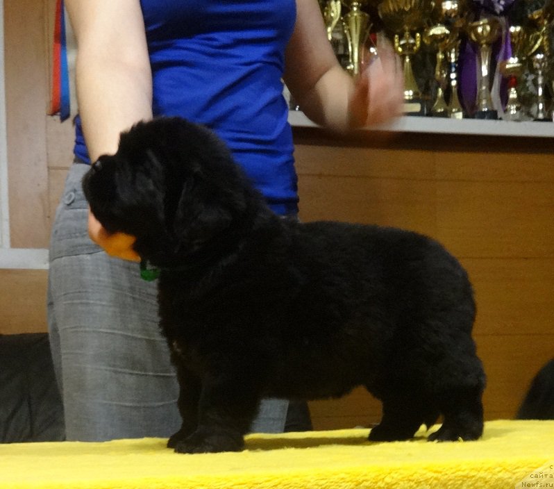 Фото: ньюфаундленд Ньюфорт ит из зе Бест оф Алл