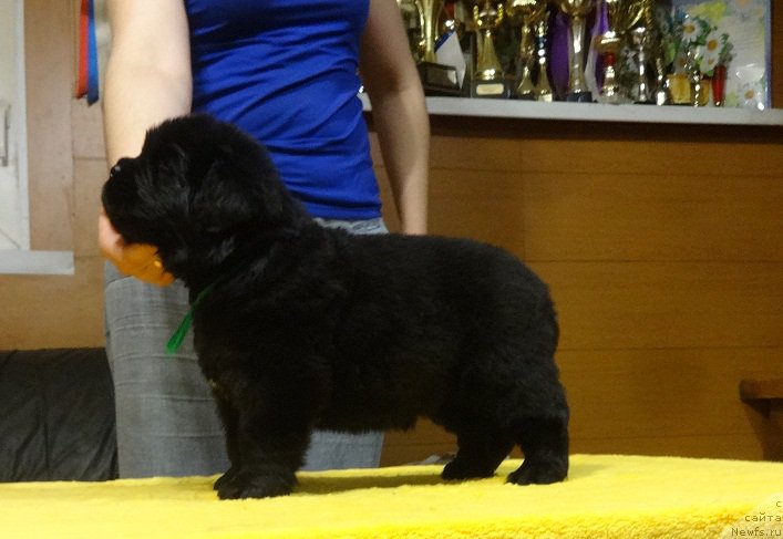 Фото: ньюфаундленд Ньюфорт ит из зе Бест оф Алл