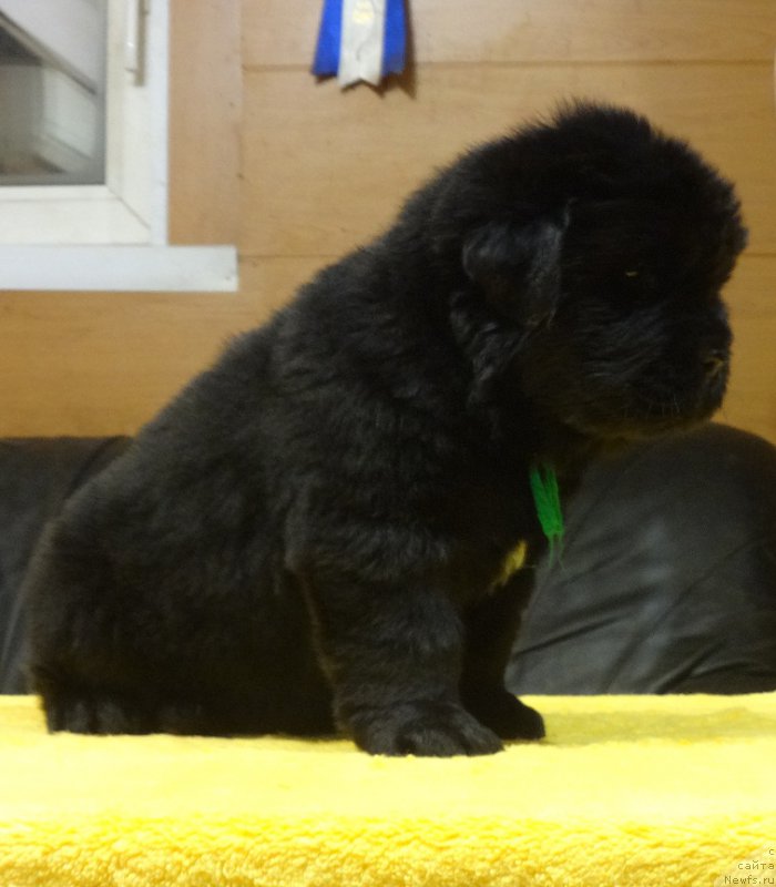 Фото: ньюфаундленд Ньюфорт ит из зе Бест оф Алл