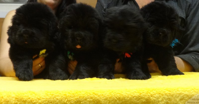 Фотография № 216642