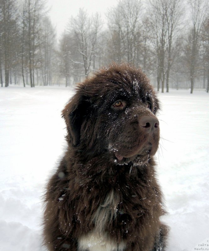 Фото: ньюфаундленд Фанньюф Арктика (Funnewf Arktika)