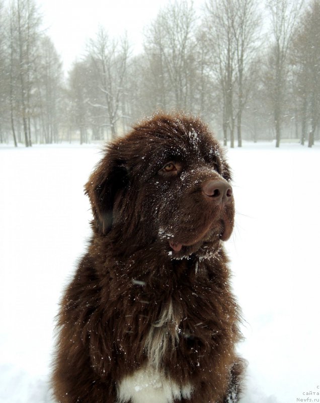 Фото: ньюфаундленд Фанньюф Арктика (Funnewf Arktika)