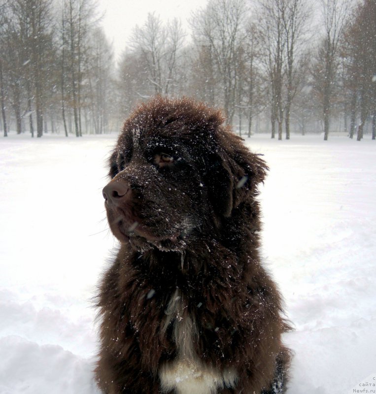 Фото: ньюфаундленд Фанньюф Арктика (Funnewf Arktika)