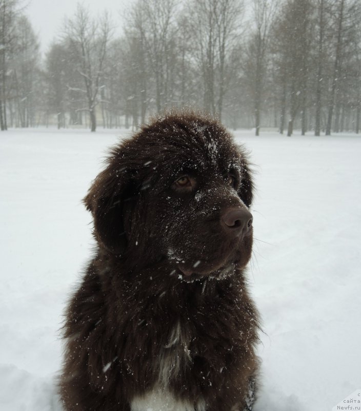 Фото: ньюфаундленд Фанньюф Арктика (Funnewf Arktika)