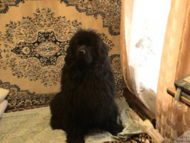 Фото: ньюфаундленд Данс Мемори Вирджиния Найт