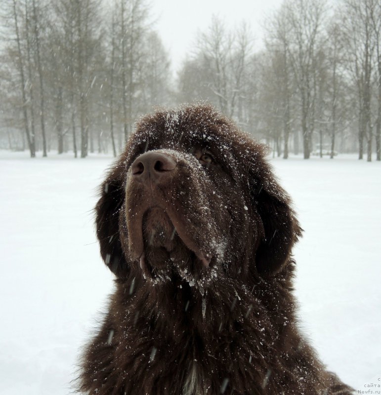 Фото: ньюфаундленд Фанньюф Арктика (Funnewf Arktika)